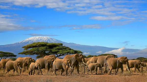 Serengeti in Tansania - Ostafrika