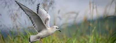 Möwe auf Admiralty Island 