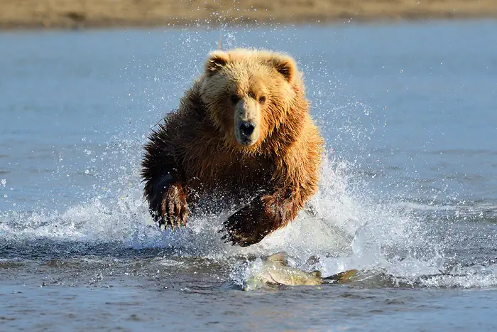 Grizzly in Alaska beim Lachsfang