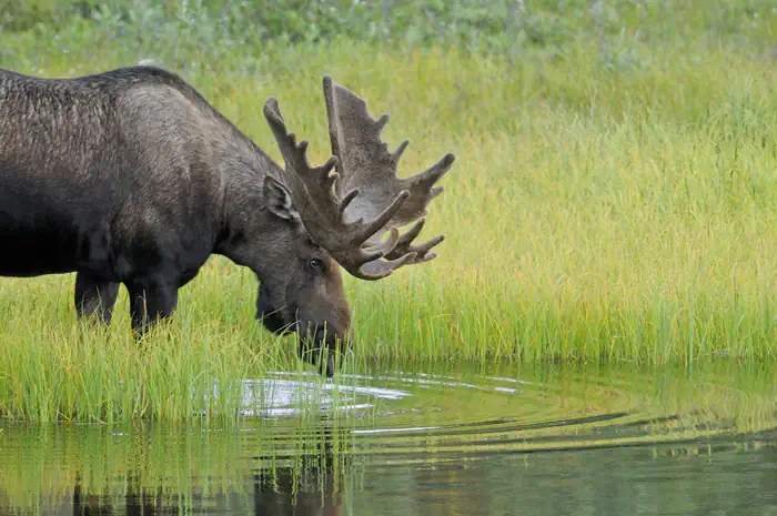 Denali-Nationalpark - Elch beim Trinken