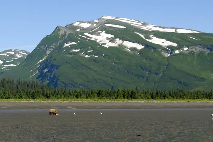 Grizzly beim Fressen im  Lake-Clark-Nationalpark