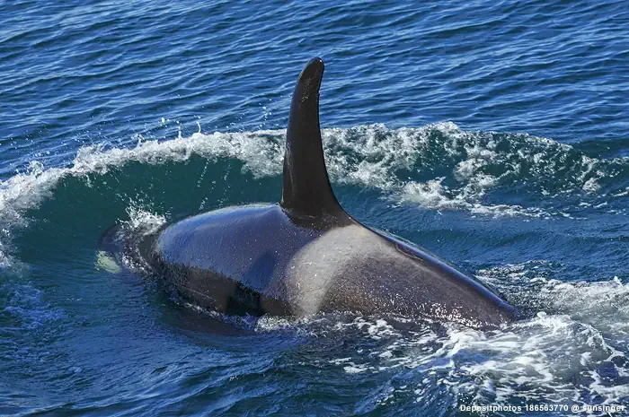 Orca taucht ab - Kap Krusenstern Alaska