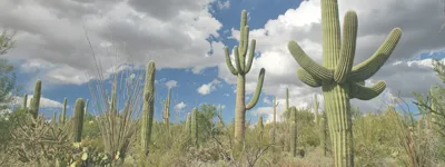 Saguaro National Park