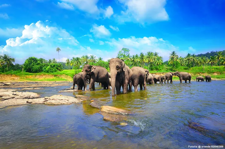 Elefanten - Elefantenwaisenhaus in Pinnawala in Sri Lanka