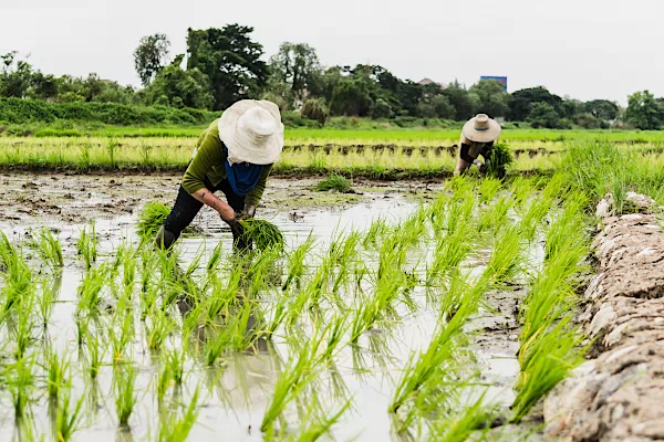 Arbeiter auf einem gewässerten Reisfeld in Thailand