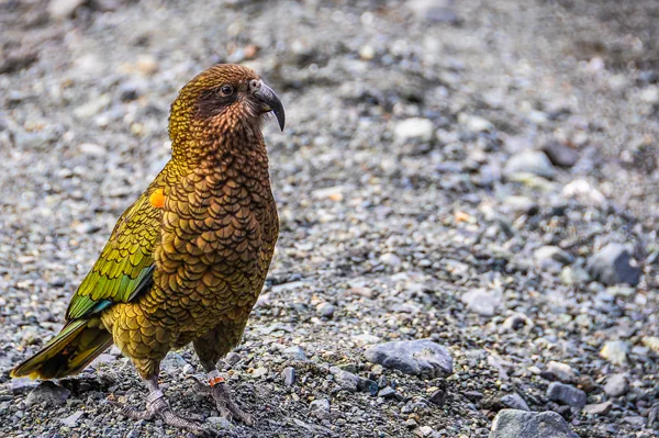 Nestor notabilis - Bergpapagei in Neuseeland