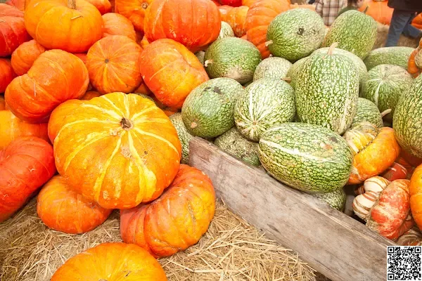 Erntezeit im Central Valley - Melonen und Kürbisse