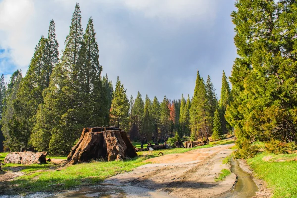 Wanderregion Converse Basin Grove Kalifornien