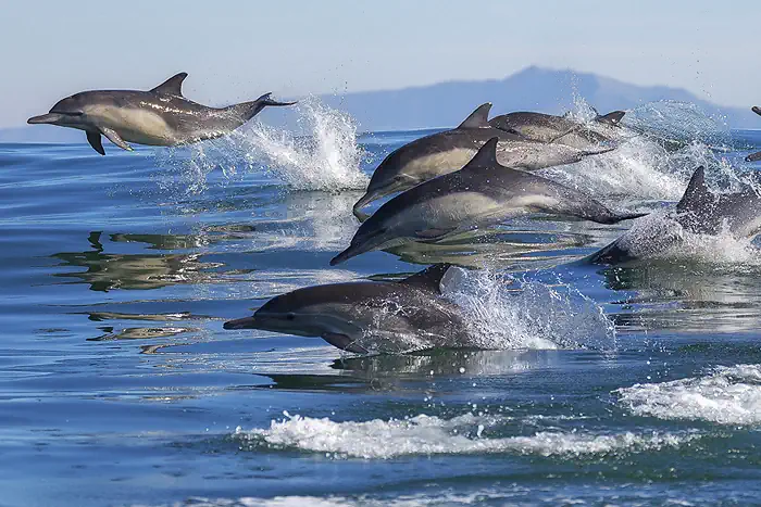 Delfine in der Monterey Bay in Kalifornien