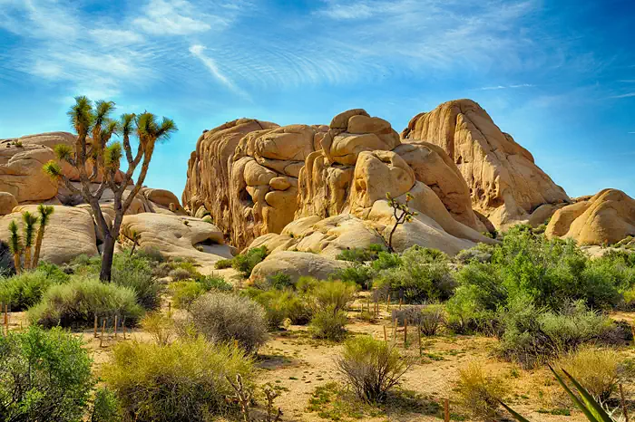 Typisches Landschaftsbild im Joshua-Tree-Nationalpark