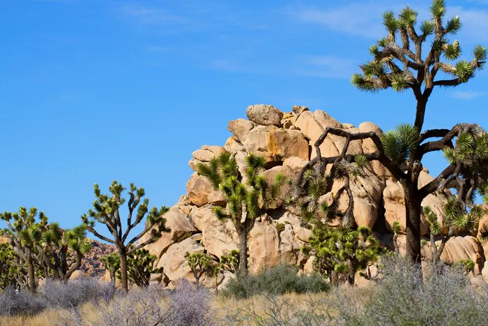 Joshua-Tree-Nationalpark - Bäume und Felsen