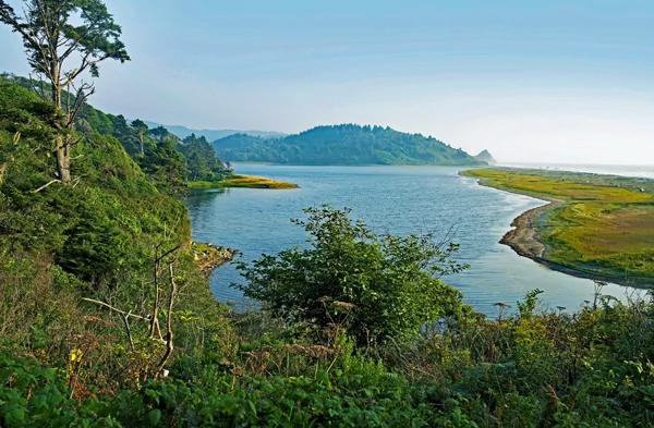 Küstenregenwald an einer Lagune in Nordkalifornien