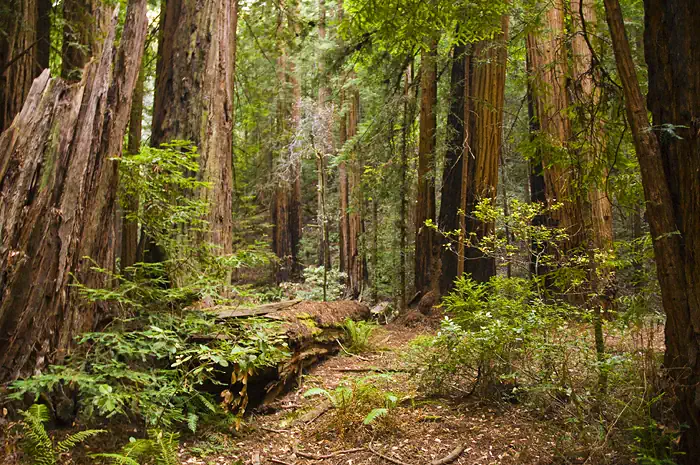 Küstenmammutbäume - Muir Woods