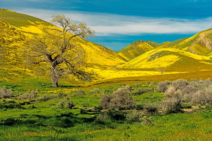 Blühende Wiese der Carrizo Plain - Santa Barbara County