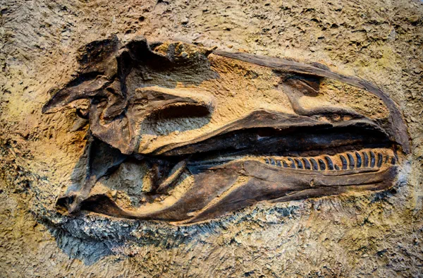 Dinosaurier-Fossilie - Dinosaur National Monument - Colorado