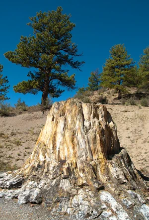 Florissant Fossil Beds - versteinerter Baumstumpf