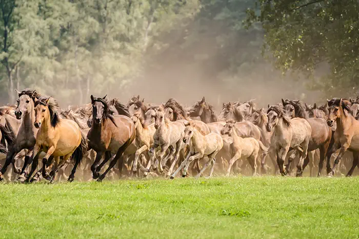 Wilde Pferde im Münsterland - Dülmen