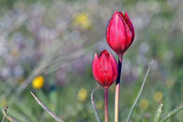 Tulpe aus der Familie der Liliengewächse