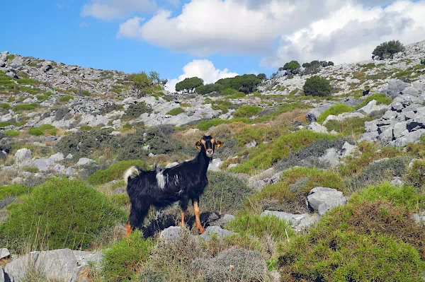 Wildziege in Griechenland