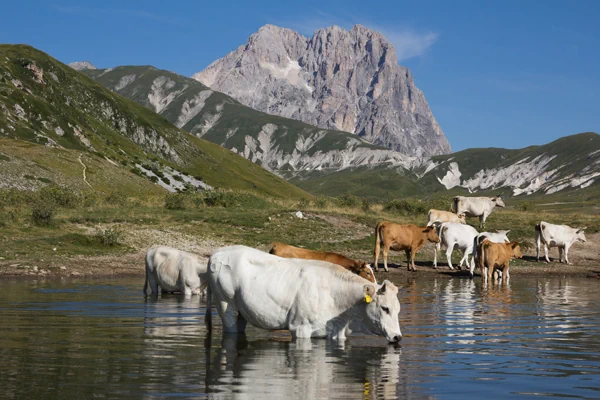 Abruzzischen Apennin Gran Sasso - Pietranzoni-Bergsee mit Rindern