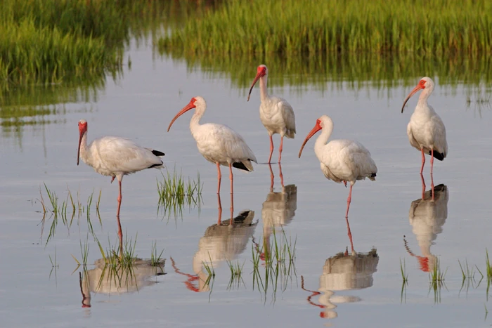 Eudocimus albus - De Soto - Florida