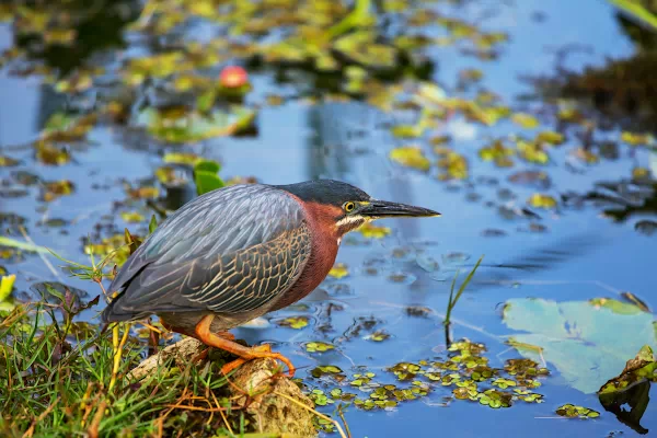 Butorides virescens virescens - Green Heron