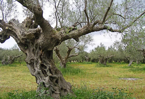 Olivenbäume in Griechenland