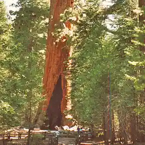 Giant Sequoia Kalifornien