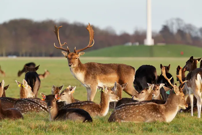 Rotwildherde in Dubliner Phoenix Park