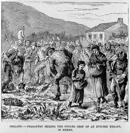 Illustration Kartoffelernte in Kerry 1880