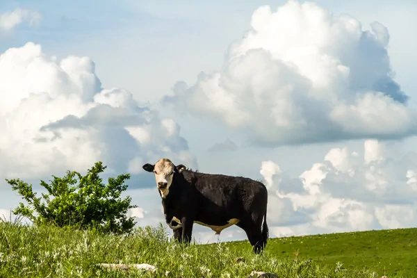 Neugieriges Rind auf einer Viehweide in Kansas