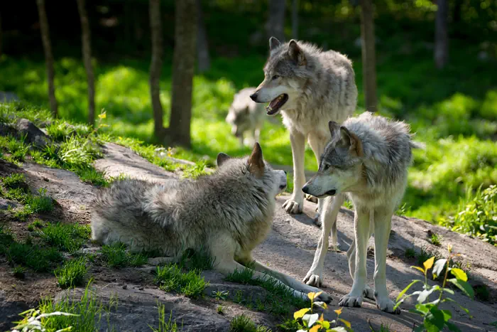 Isle Royale Nationalpark - Wolfsrudel