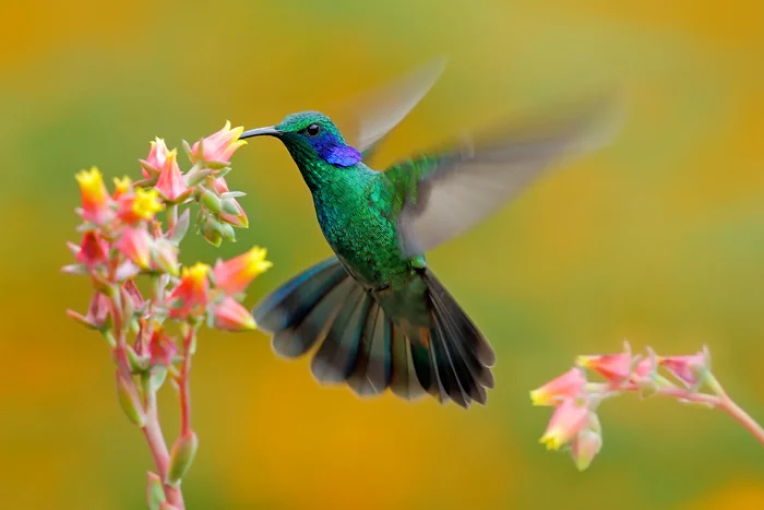 Kolibri in Costa Rica - colibri thalassinus