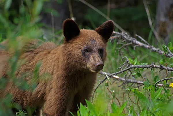 Braunbär im Nahanni-Nationalpark