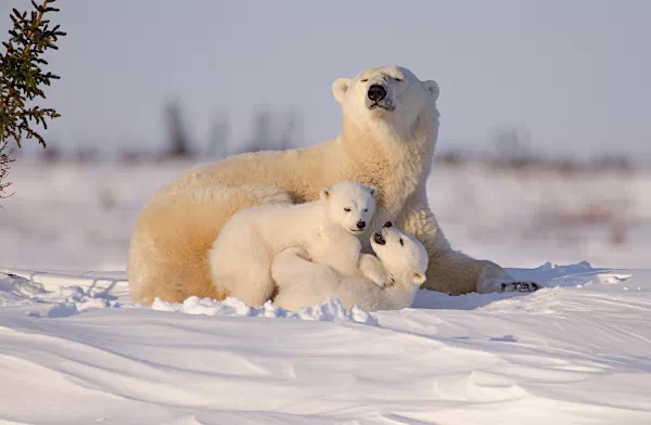 Eisbärin mit Jungen an der Hudson Bay in Kanada