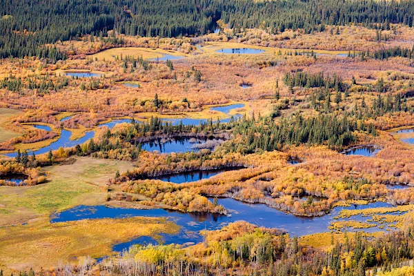 Feuchtgebiet und borealer Wald in Kanada