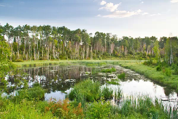 Feuchte aue im Prince-Albert-Nationalpark