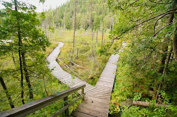 Moorlandschaft im La-Mauricie-Nationalpark - Quebec