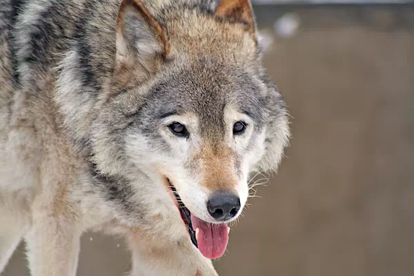 Wilder Wolf in Kanada