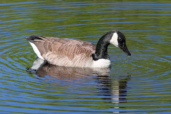 Kanadagans - Branta canadensis - Wapusk-Nationalpark