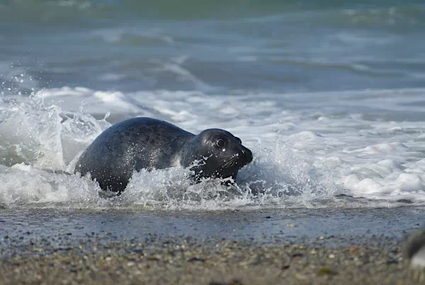 Kgelrobbe am Kiesstrand