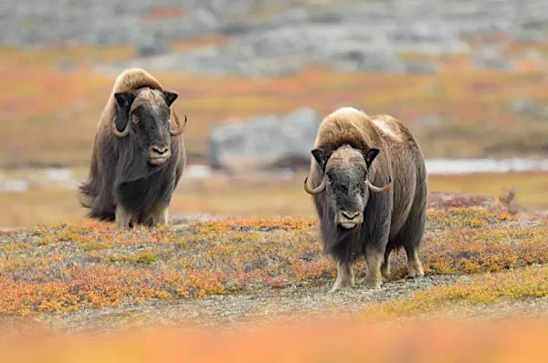 Moschusochsen in der Tundra