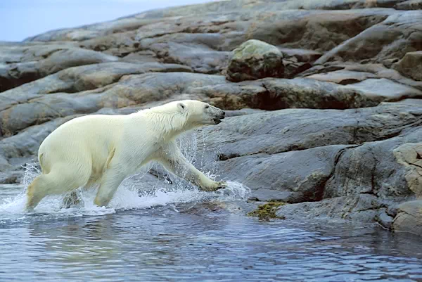 Eisbär an der Küste - Wager Bay - Nunavut Teritory