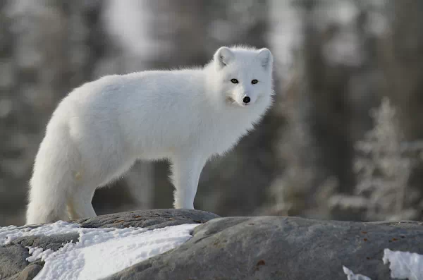 Polarfuchs - Vulpes Lagopus- Wapusk-Nationalpark