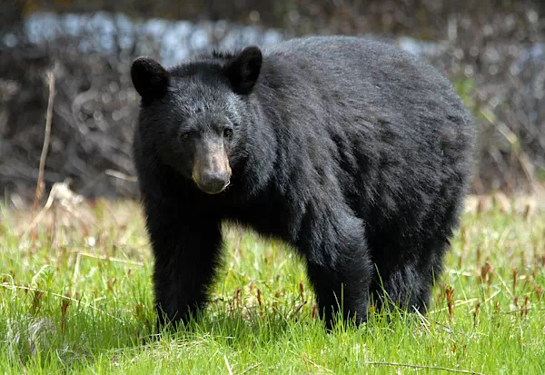 Schwarzbär im Jasper-Nationalpark