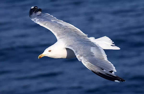 Seemöwe im Flug