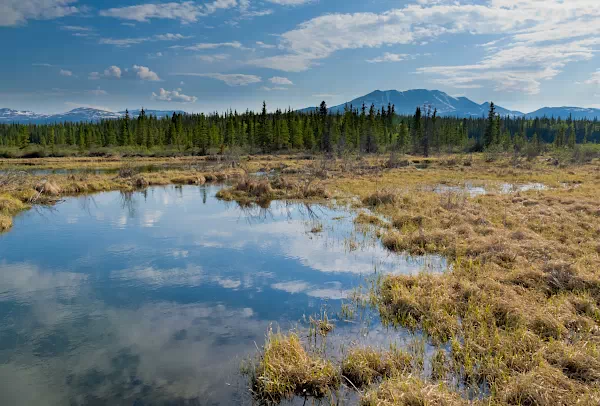 Borealer Wald im Yukon Territory