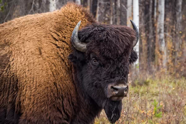 Waldbison im Wood-Buffalo-Nationalpark in Kanada