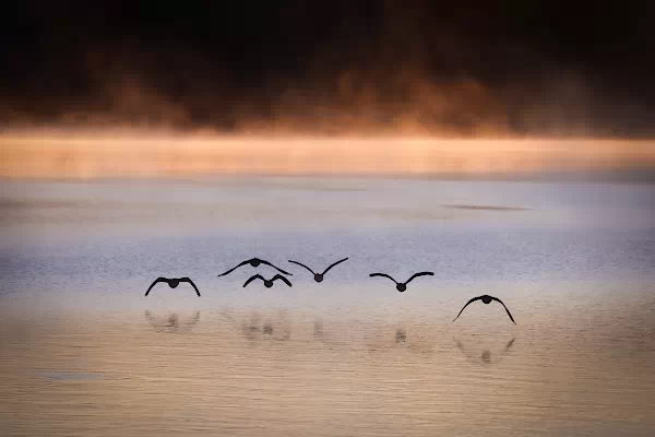 Seevögel im Morgennebel - See in La Mauricie