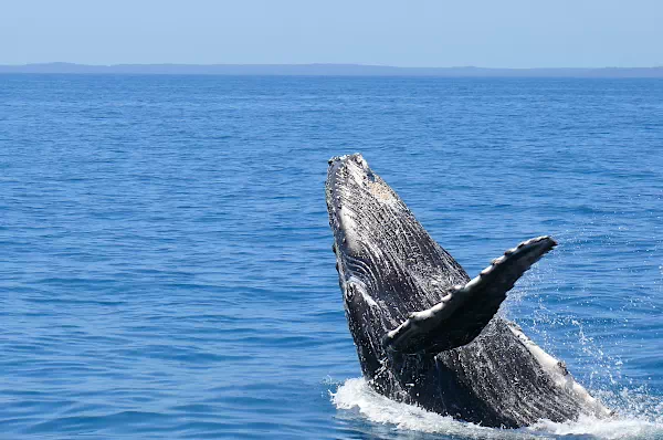 Whale Watching in Neuengland